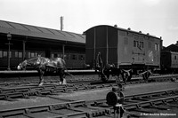 GNR Horse 1920s Grantham
