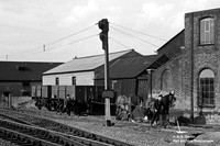 Horse 1951-08-29 Stowmarket