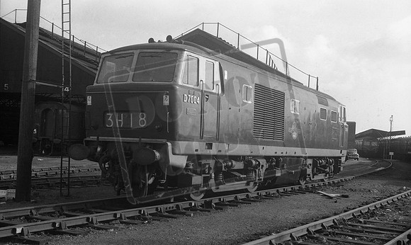 D7004 1961 Cardiff Canton