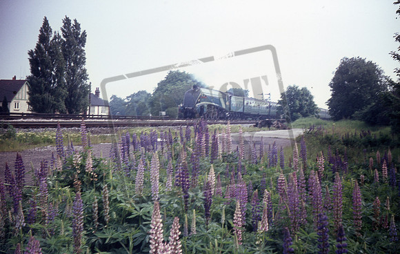 4498 1967 app West Byfleet-ROS-1312-373